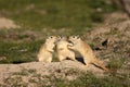 Great gerbils Royalty Free Stock Photo