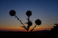 Great Globe Thistle at Sunset