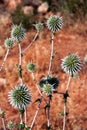 Great globe-thistle, or Echinops sphaerocephalus plant Royalty Free Stock Photo