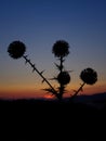 Great Globe Thistle at Sunset