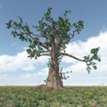 Great gnarled tree