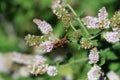 Great Golden Digger Wasp