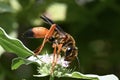 Great Golden Digger Wasp