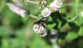 Great Golden Digger Wasp on mint