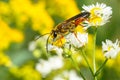 Great Golden Digger Wasp - Sphex ichneumoneus Royalty Free Stock Photo