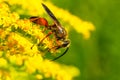 Great Golden Digger Wasp - Sphex ichneumoneus