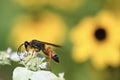 Great Golden Digger Wasp Royalty Free Stock Photo