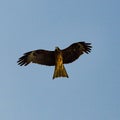 great golden eagle Royalty Free Stock Photo