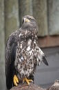 Great golden eagle Royalty Free Stock Photo