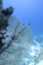 Great gorgonian at the bottom of tropical sea, underwater landscape