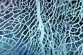 Great gorgonian at the bottom of tropical sea, underwater landscape