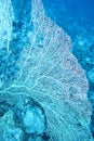 Great gorgonian in tropical sea at great depths, underwater