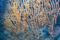 Great gorgonian in tropical sea, underwater