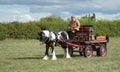 Vintage Brightly painted Heavy Horse drawn delivery wagon Royalty Free Stock Photo