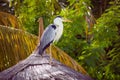 Great gray heron bird resting
