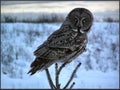 Great gray owl Royalty Free Stock Photo