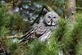 Great gray owl Royalty Free Stock Photo