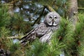 Great gray owl