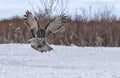 Great gray owl Royalty Free Stock Photo