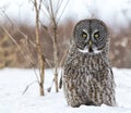 Great gray owl Royalty Free Stock Photo