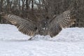 Great gray owl