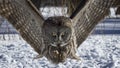 Great Gray Owl Royalty Free Stock Photo