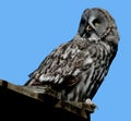 Great Gray Owl