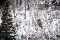 Great Gray Owl on Birch tree branch