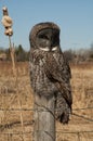 Great Gray Owl close up Royalty Free Stock Photo