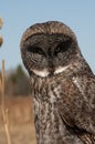 Great Gray Owl close up Royalty Free Stock Photo