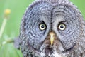 Great Gray Owl close up Face portrait Royalty Free Stock Photo