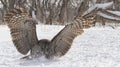 Great gray owl close up Royalty Free Stock Photo