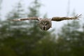 Great Gray Owl dives for prey Royalty Free Stock Photo