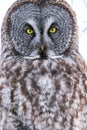 Great Gray Owl Eyes Portrait Close Up Royalty Free Stock Photo