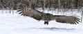 Great gray owl in flight Royalty Free Stock Photo