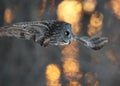 Great Gray Owl in flight against blur background Royalty Free Stock Photo