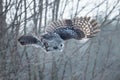 Great gray owl in flight Royalty Free Stock Photo