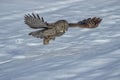 Great gray owl in flight Royalty Free Stock Photo