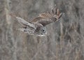 Great Gray Owl in flight in a snowy rain Royalty Free Stock Photo