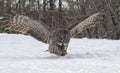 Great Gray Owl in flight Royalty Free Stock Photo