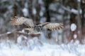 Great Gray Owl flying Royalty Free Stock Photo