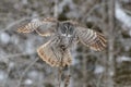 Great Gray Owl flying Royalty Free Stock Photo