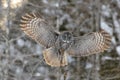 Great Gray Owl flying Royalty Free Stock Photo