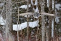 Great Gray Owl flying Royalty Free Stock Photo