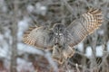 Great Gray Owl flying Royalty Free Stock Photo
