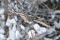 Great Gray Owl flying Royalty Free Stock Photo