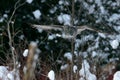 Great Gray Owl flying Royalty Free Stock Photo