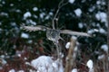 Great Gray Owl flying Royalty Free Stock Photo
