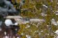 Great Gray Owl flying Royalty Free Stock Photo