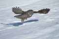 Great gray owl flying over snow,photo art Royalty Free Stock Photo